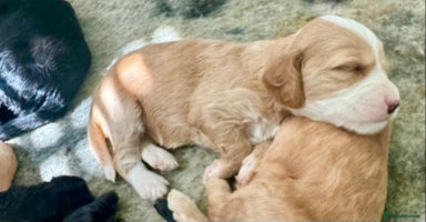 Cockapoo dogs - Advert 6
