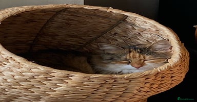 Mixed Breed cats - Advert 12