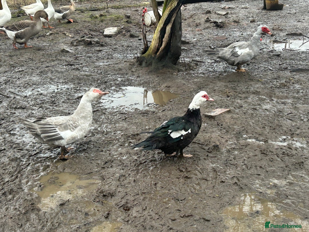 Mixed Breed poultry for sale: Mixed Poultry for Sale (See Description) - Advert 6