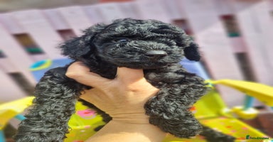 Miniature Poodle dogs - Advert 2