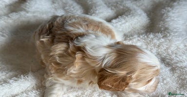 Cockapoo dogs - Advert 3