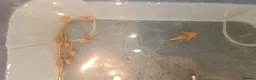 Plecos fish for sale: Albino bristlenose pleco babies and guppy fry  - Advert 4