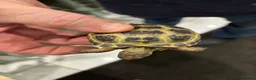 Tortoise reptiles for sale: Three tortoises  - Advert 6