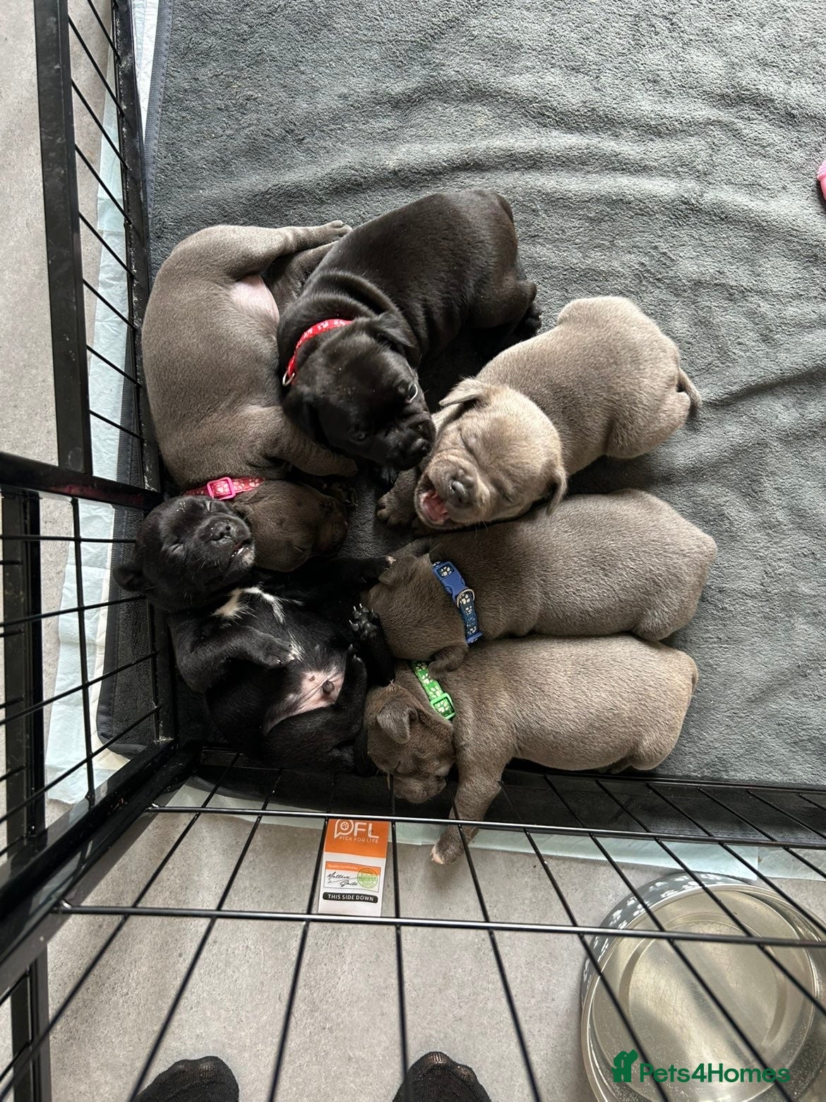 Staffordshire Bull Terrier dogs Stunning Litter From Famous Billionaire Bill Hero - Advert 5