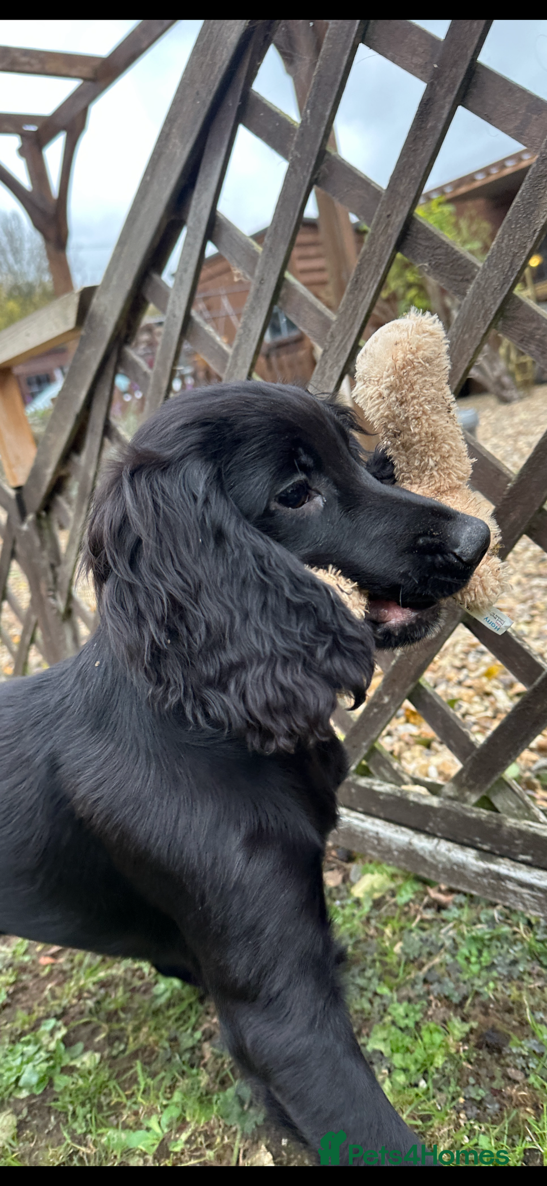 Cocker Spaniel dogs for sale: Working cocker spaniels puppies  - Image 13