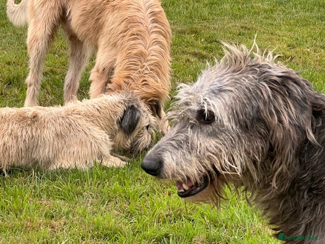 Irish Wolfhound dogs for sale: FEMALE IRISH WOLFHOUND PUPPIES FOR SALE - Image 6