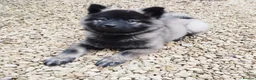 Eurasier dogs for sale: Euraiser Kennel Club registered Puppies for sale - Advert 4