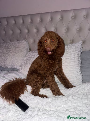 Gallery Image {{count}}