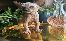 Sphynx cats for sale: Sphynx kittens  - Image 2