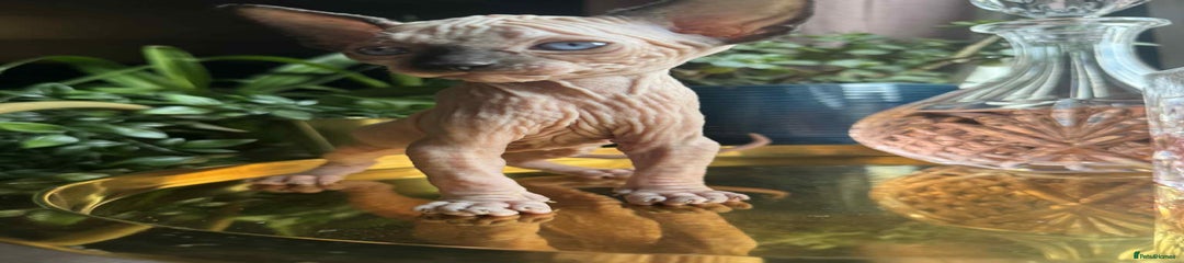 Sphynx Kitten 2