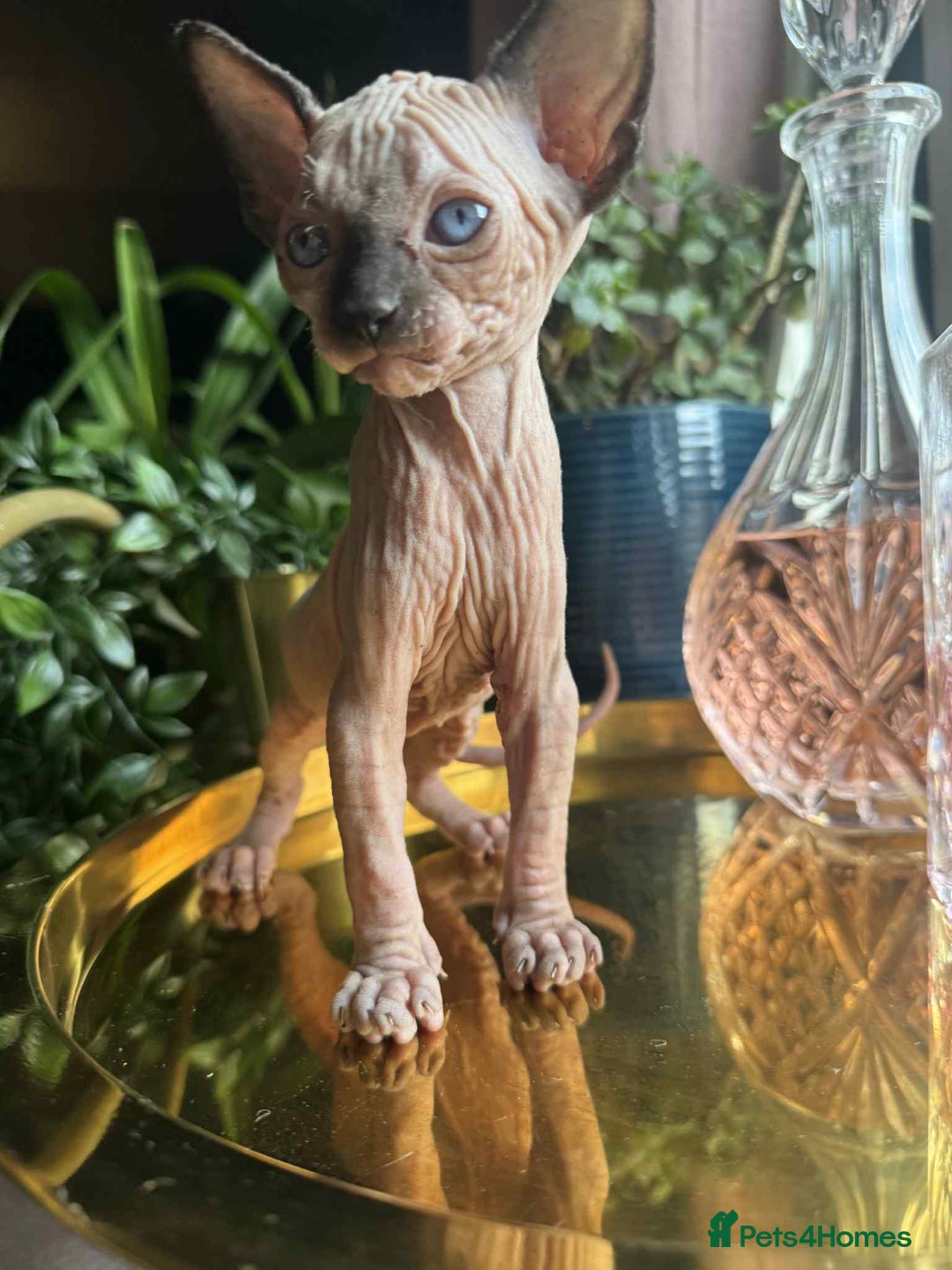 Sphynx cats for sale: Sphynx kittens  - Image 2
