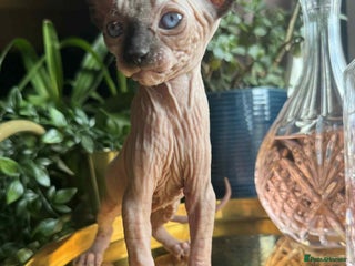 Sphynx cats - Advert 6