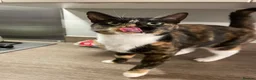 Mixed Breed cats for sale: Rehoming a beautiful girl - Advert 1