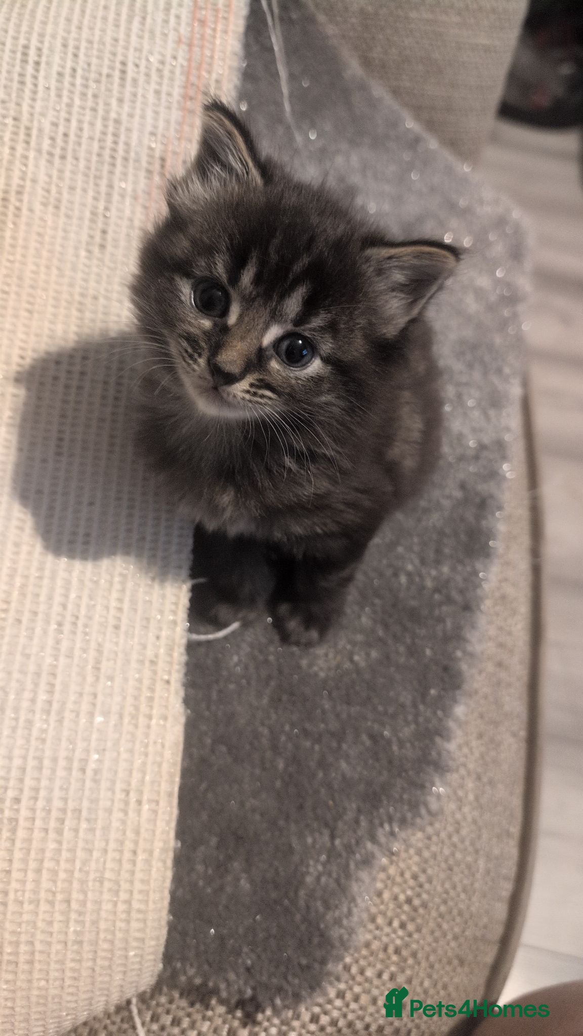 Mixed Breed cats Three gorgeous kittens ready to go - Advert 1