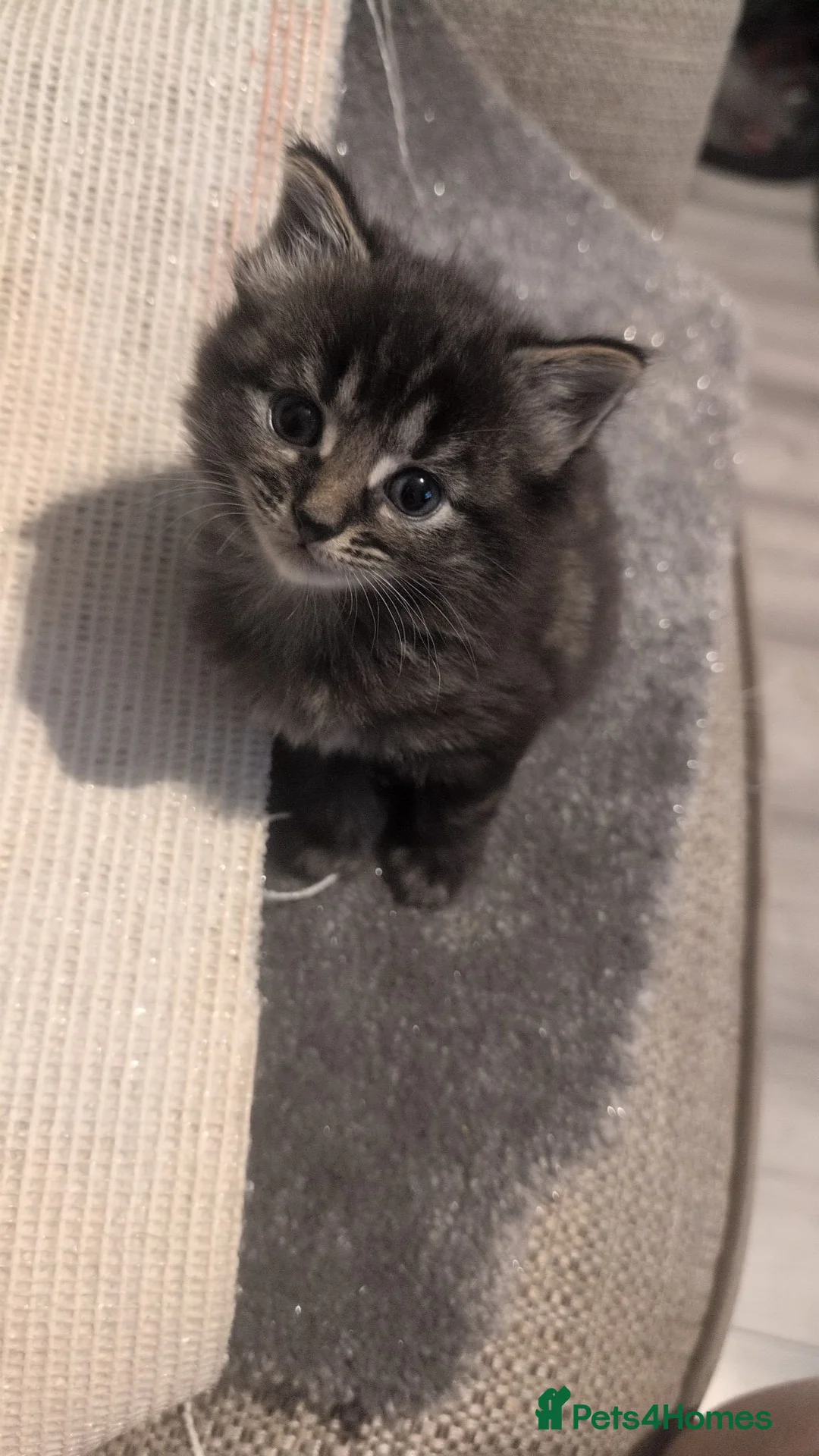 Mixed Breed cats for sale: Three gorgeous kittens ready to go in Sheffield - Advert 1
