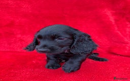 Cocker Spaniel dogs for sale: Working cocker spaniel puppies - Only 3x pups left - Image 29
