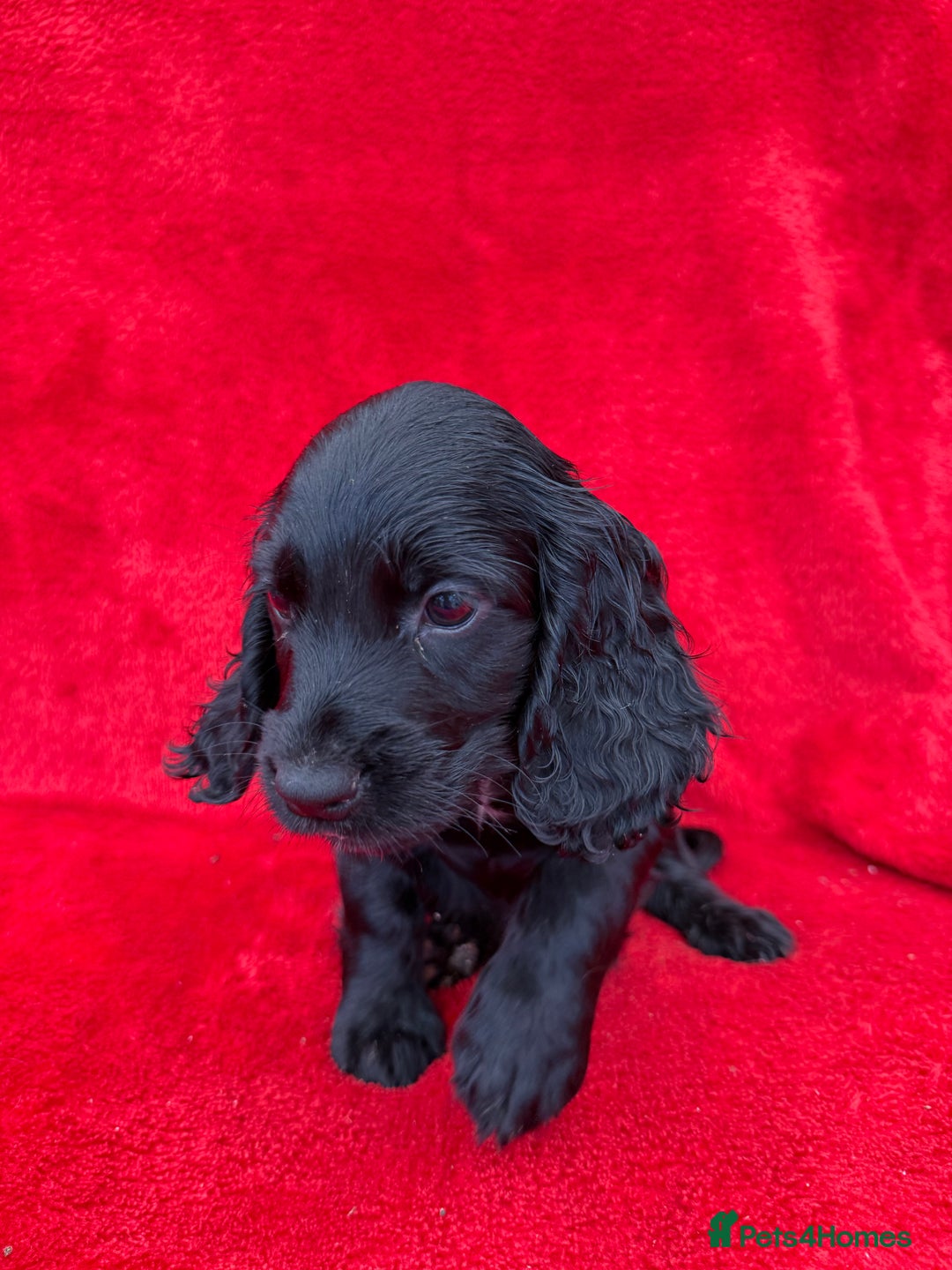 Cocker Spaniel dogs for sale: Working cocker spaniel puppies - Only 3x pups left - Image 29