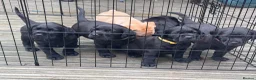 Labrador Retriever dogs for sale: KC Registered beautiful working labrador puppies in Oldham - Advert 11