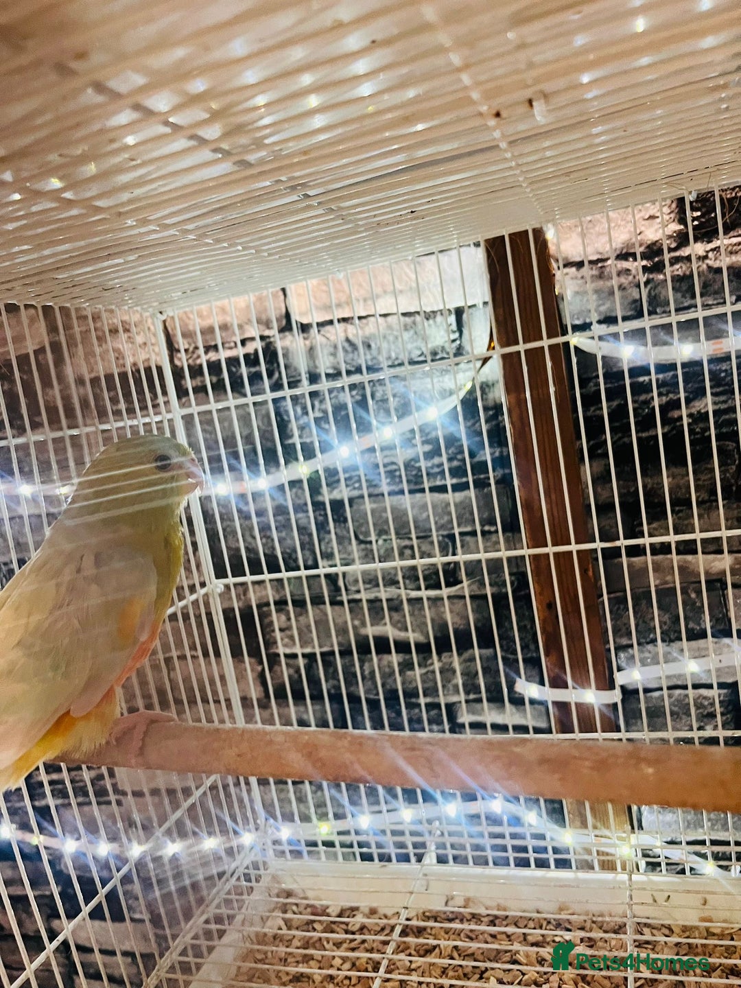 Parakeets birds for sale: Male red rump parakeet and female lovebird  - Advert 3