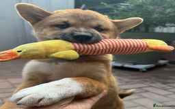 Japanese Shiba Inu dogs for sale: 🐾 Shiba Inu Puppies Available in London - Image 11