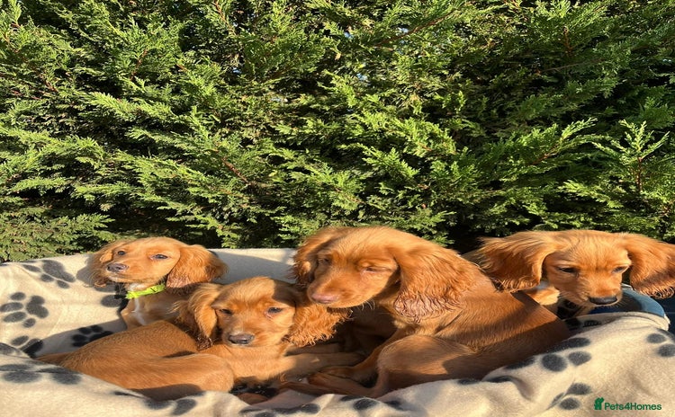 Cocker Spaniel dogs - Advert 2