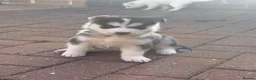 Siberian Husky dogs for sale: Siberian Husky puppies 1 boy 4 girls - Advert 5