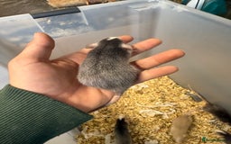 Rat rodents for sale: Dwarf Rats  - Image 11
