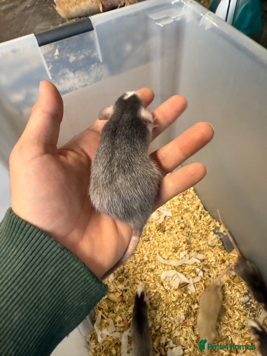 Rat rodents for sale: Dwarf Rats  - Image 11
