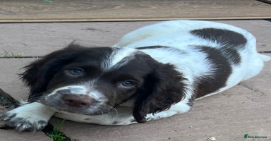 English Springer Spaniel dogs - Advert 3