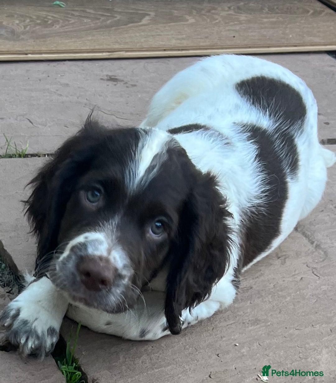 English Springer Spaniel dogs for sale: Superb DNA KC Champion Bred Working Springer Pups - Image 9
