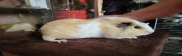 Guinea Pig rodents for sale: Guinea Pig Free to Good Home - Advert 1