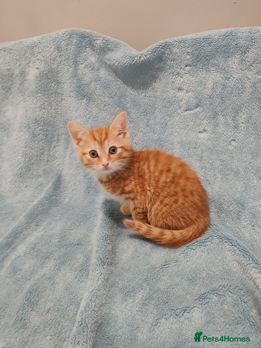 Mixed Breed cats for sale: BEAUTIFUL KITTENS VIDEOS - Image 4