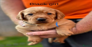Labrador Retriever dogs - Advert 5