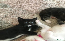 Turkish Angora cats for sale: Turkish angora cross bengal x tabby - Image 5