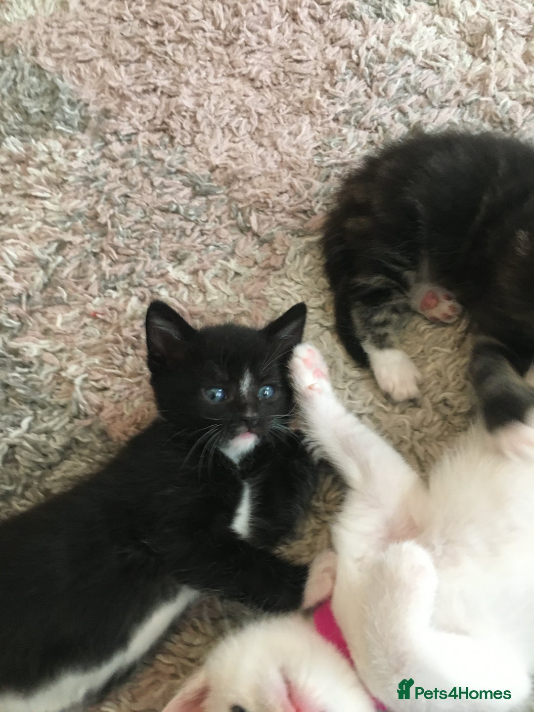Turkish Angora cats for sale: Turkish angora cross bengal x tabby - Image 5