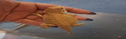 Bearded Dragon reptiles for sale: Baby bearded dragons  - Advert 19