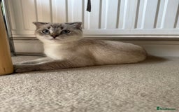 Scottish Fold cats for sale: British Shorthair and Scottish Fold - Image 6