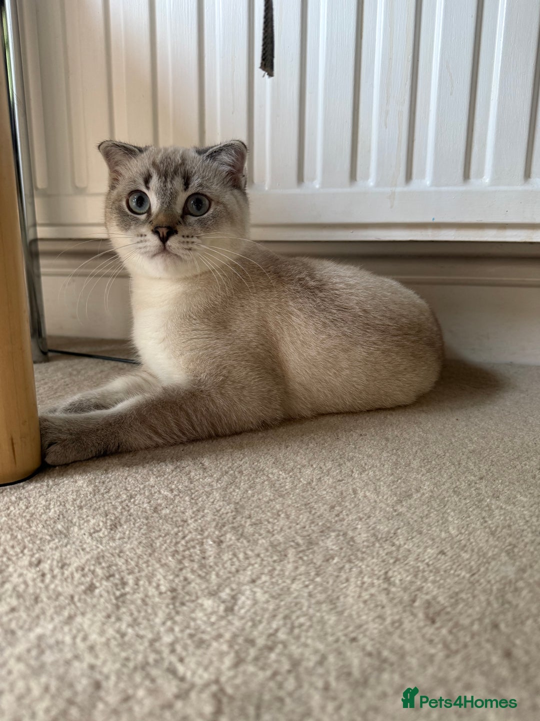 Scottish Fold cats for sale: British Shorthair and Scottish Fold - Image 6