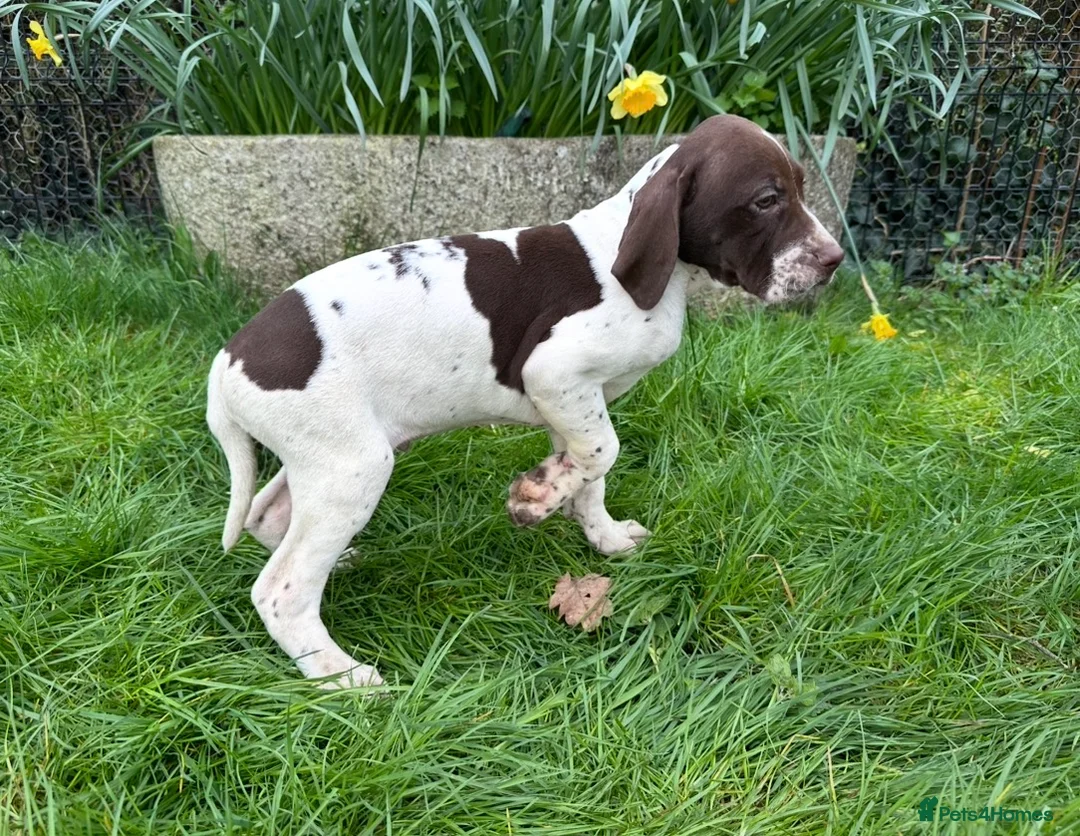 Pointer dogs for sale: English pointer puppies  in Romsey - Advert 22