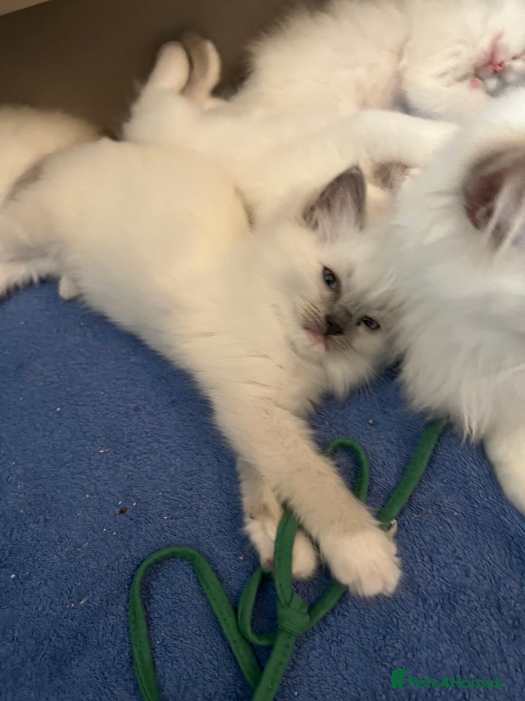 Ragdoll cats for sale: Pure ragdoll mitted blue/seal tortie kittens - Advert 17