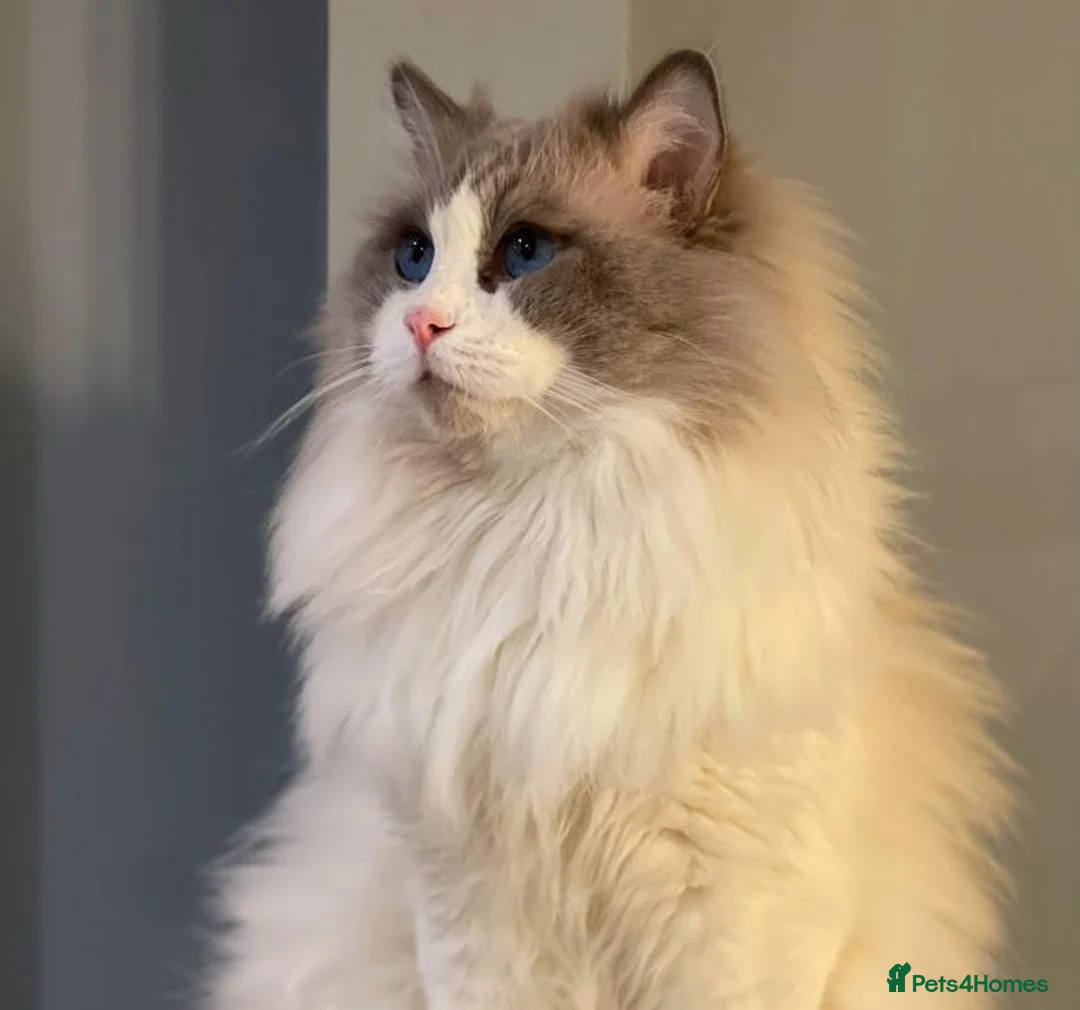 Ragdoll cats for stud: Bi-Colour Ragdoll Studs GCCF Active & TICA - Advert 10