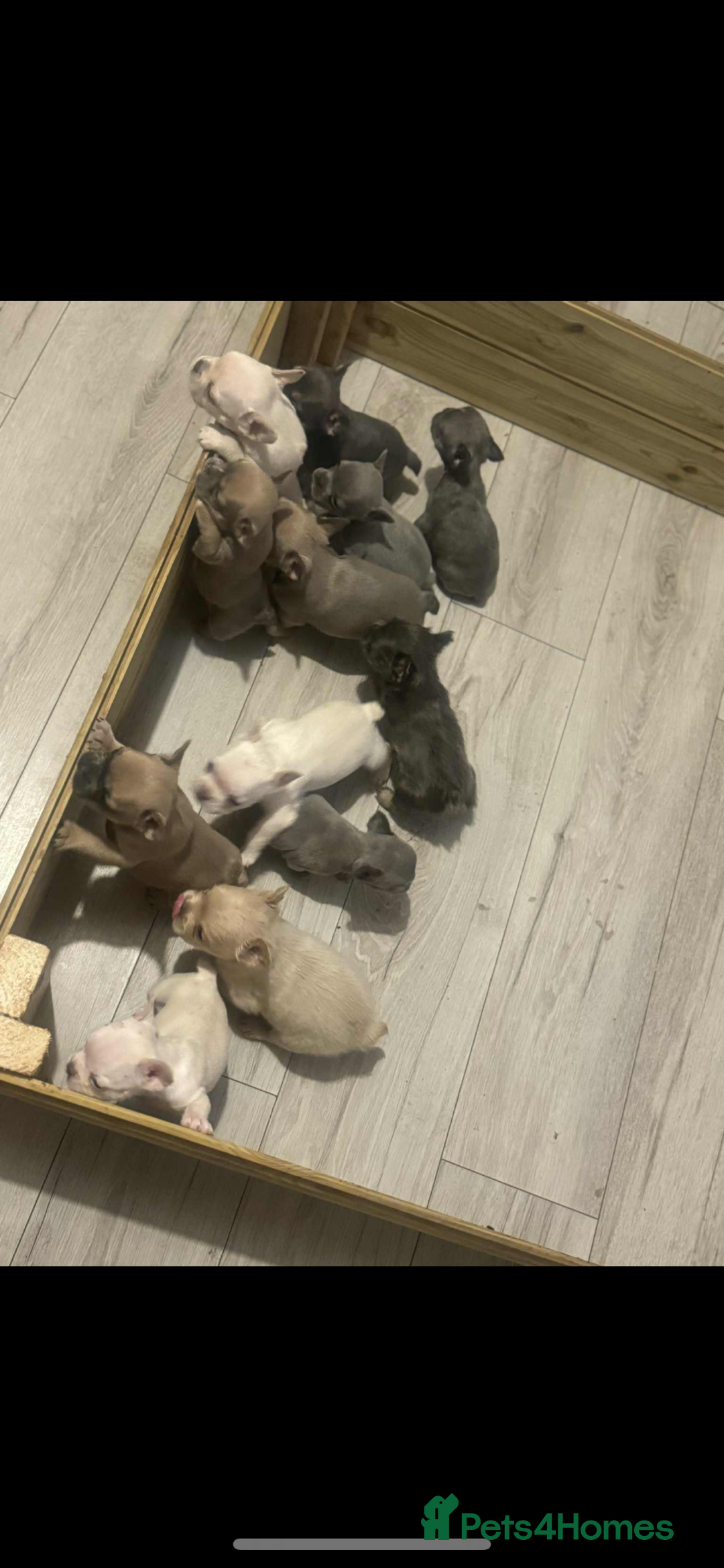 French Bulldog dogs for sale: French bulldog pups available Reduced‼️ - Advert 7