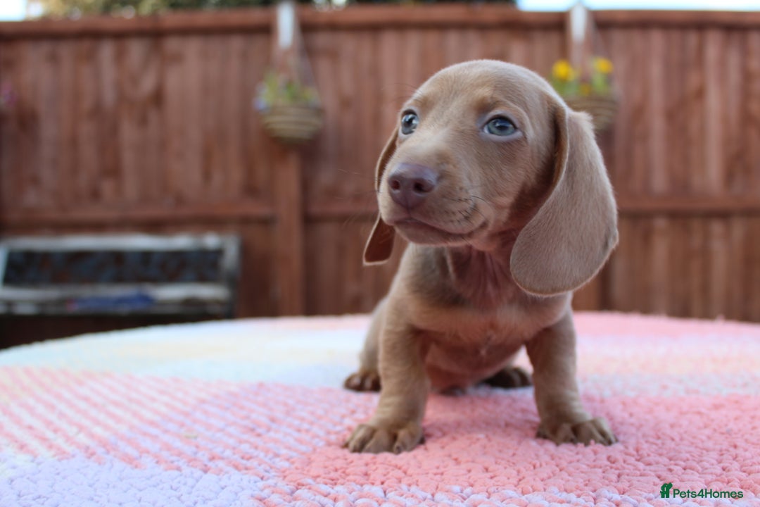 Miniature Dachshund dogs for sale: Miniature Dachshund puppies  - Image 6