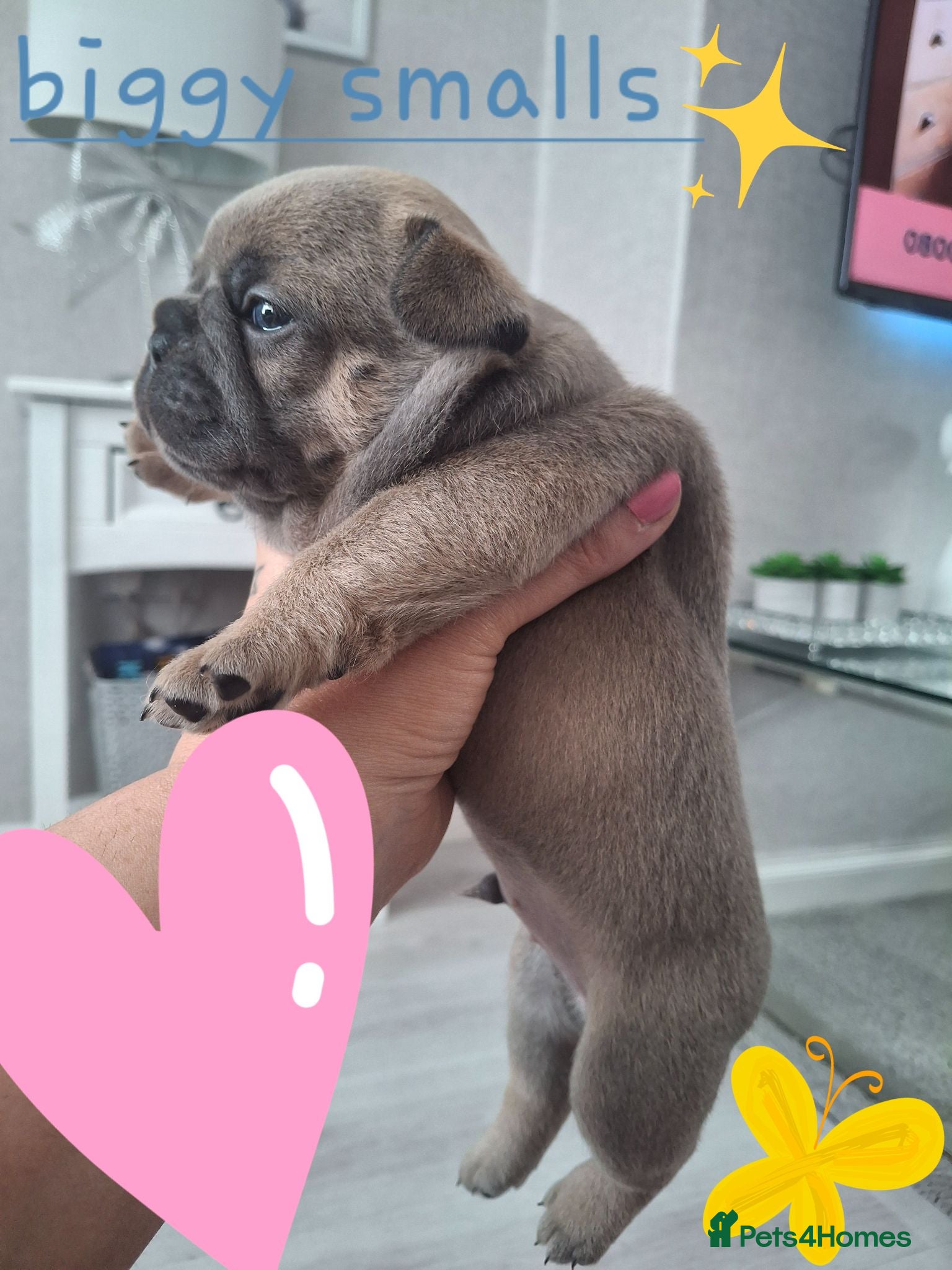 French Bulldog dogs French bulldog pups (kc reg ) - Advert 3