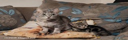 Domestic Shorthair cats for sale: Tabby kitten - Advert 5