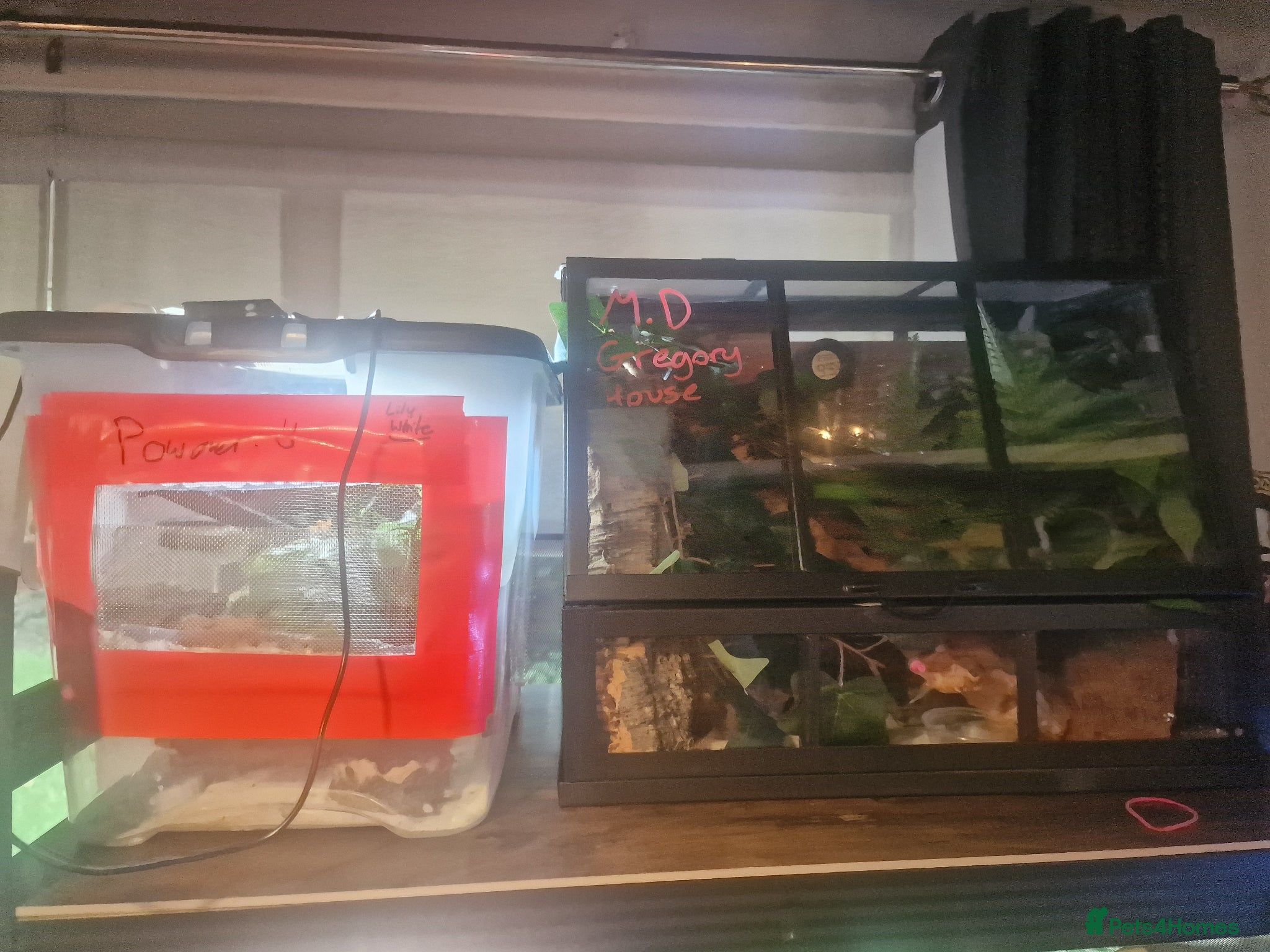 Gecko reptiles for sale: 8x Crested geckos/Full collection available!  - Advert 25