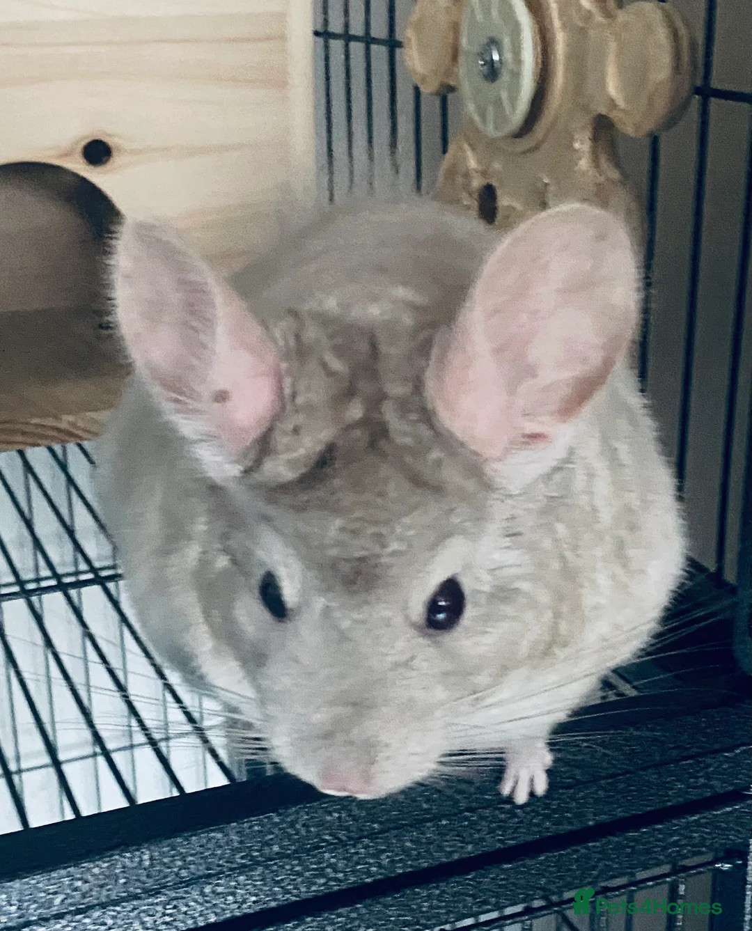 Chinchilla rodents for sale: Chinchilla with full set up  - Advert 5