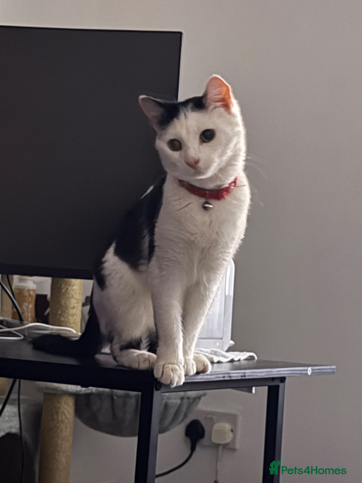 Mixed Breed cats Beautiful Tabby Oreo  - Advert 1