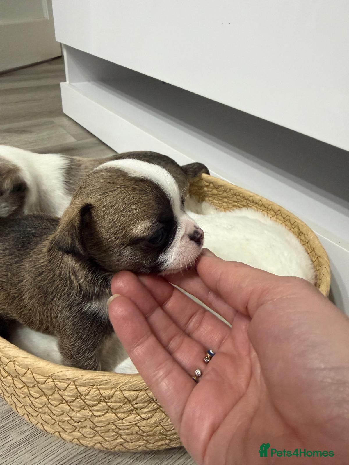 Chihuahua dogs Chihuahua puppies for sale 🐶💙 - Advert 2