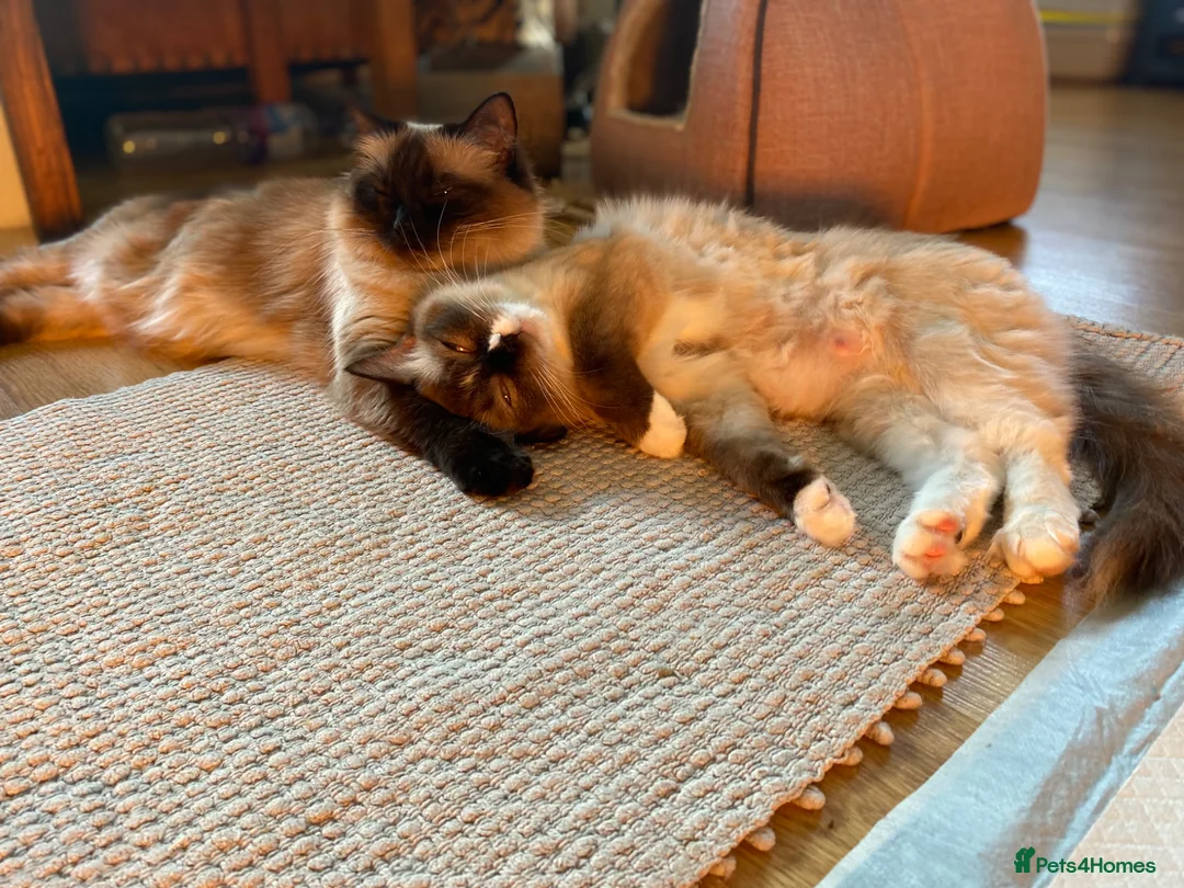 Ragdoll cats for sale: St Paddy’s day born Ragdoll GCCF kittens in London - Advert 2